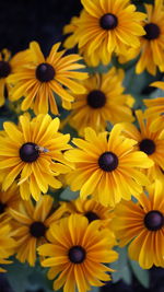 Close-up of yellow daisy flowers