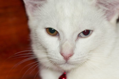Close-up portrait of cat