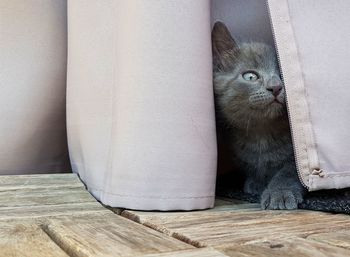 Portrait of cat sitting on floor