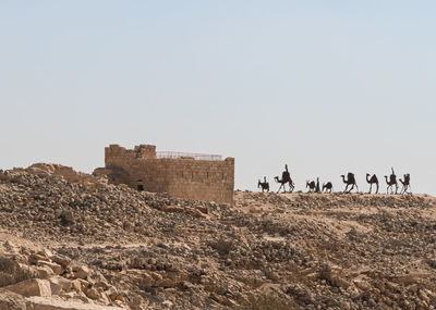 Flock of birds on land against clear sky