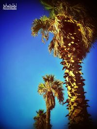 Low angle view of trees against clear blue sky