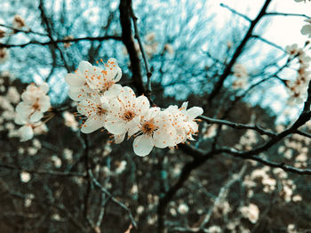 flowering plant