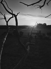 Bare trees on field against sky