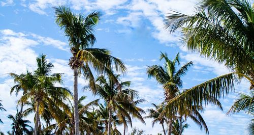 Low angle view of palm trees against sky