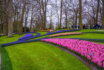 Purple flowering plants in park