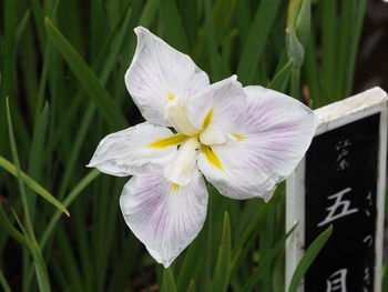 Close-up of purple flowering plant