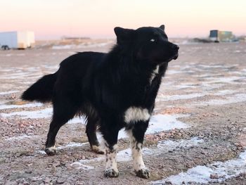 Dog at wind farm