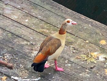 High angle view of bird perching on wood