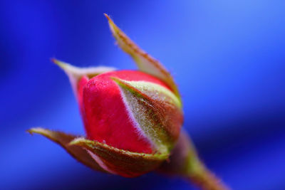 Close-up of strawberry on blue flower