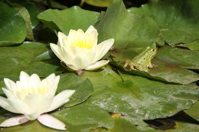 Close-up of water lily in lake