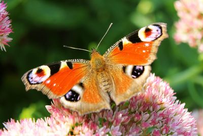 Close-up of butterfly pollinating on flower
