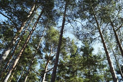 Low angle view of trees in forest