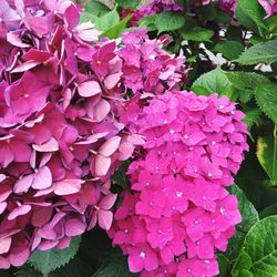 Close-up of pink flowers