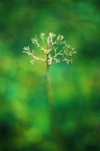 Close-up of flowering plant