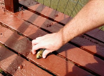 High angle view of hand holding leaf on wooden plank