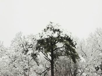 Trees against clear sky