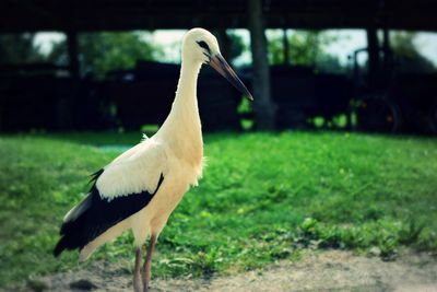 Close-up of bird