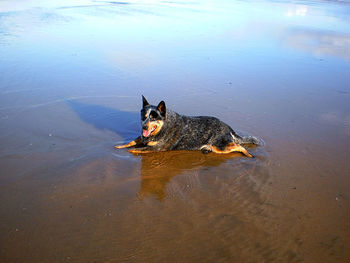 High angle view of dog in lake