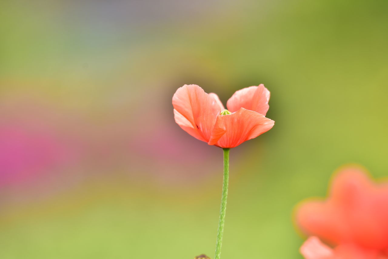 flowering plant, beauty in nature, flower, fragility, plant, vulnerability, freshness, close-up, petal, growth, flower head, inflorescence, nature, pink color, plant stem, focus on foreground, no people, selective focus, green color, outdoors