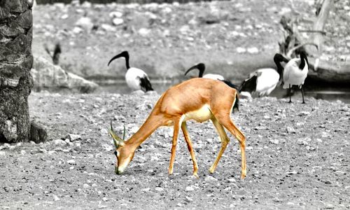 Deer on riverbank