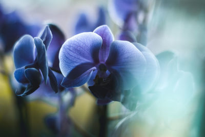 Close-up of purple flowering plant