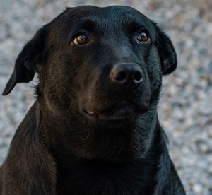 Close-up portrait of dog