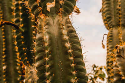 Close-up of cactus plant against sky