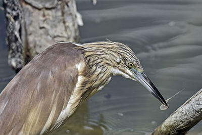 Close-up of gray heron in lake