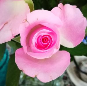 Close-up of pink rose blooming outdoors