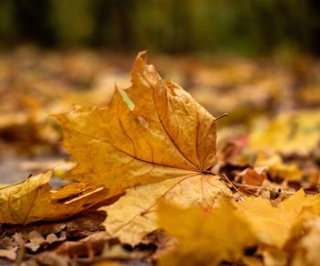 Close-up of maple leaf