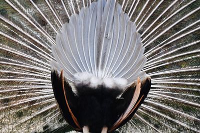 Close-up of peacock