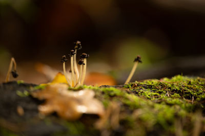 Close-up of dry leaves on moss