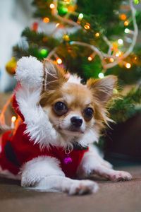 Portrait of a dog on christmas tree