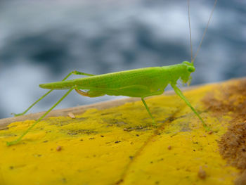 Close-up of grasshopper on wood