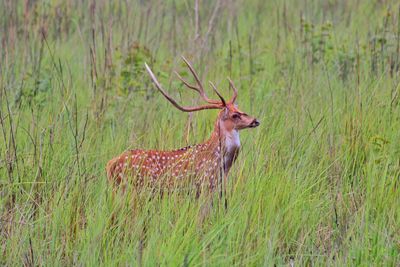 Deer in a field