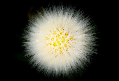 Close-up of dandelion against black background