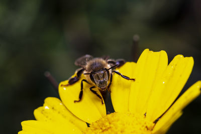 Close-up of bee pollinating a yellow flower