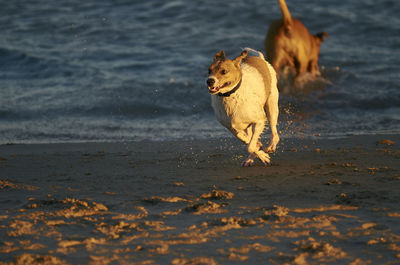 Dog running on beach