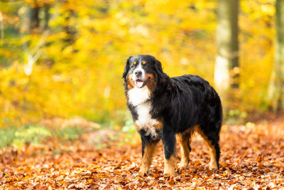 Dog standing in forest