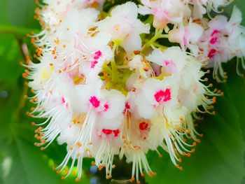 Close-up of pink flowering plant