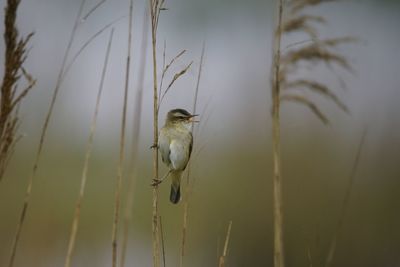 Close-up of bird perching on a plant