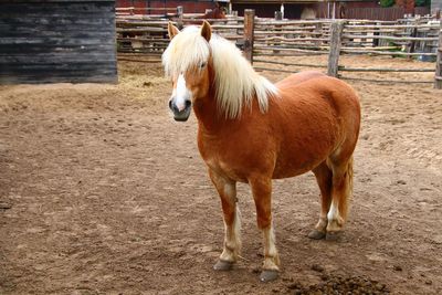 Portrait of pony standing at ranch
