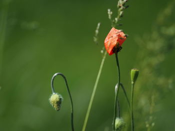 Close-up of butterfly pollinating on flower