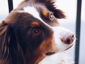 Close-up portrait of dog