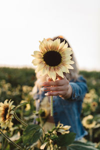 Close-up of sunflower holding plant at field