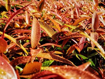 Full frame shot of fresh green leaves