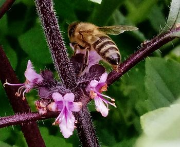 Close-up of butterfly on flower