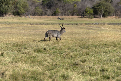 Side view of a waterbuck on field