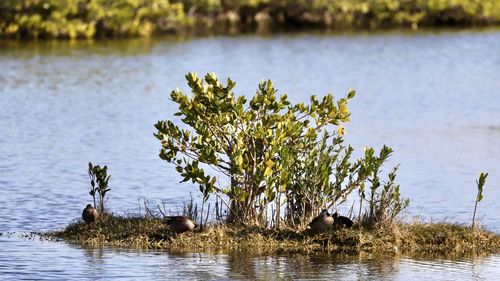 Plant growing in lake