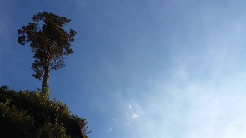 Low angle view of trees against blue sky